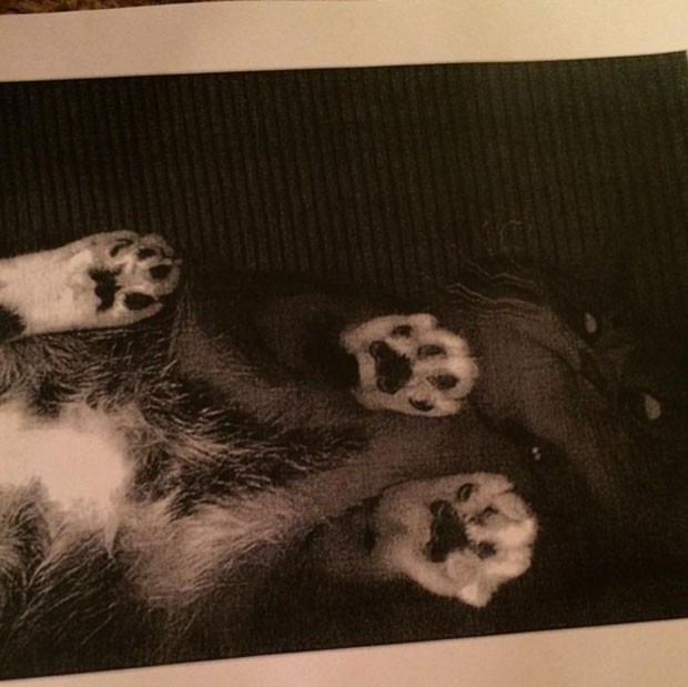 Fotocópia de gato provocou mistério em biblioteca do Wisconsin (Foto: Reprodução/Twitter/Amy Sleep)